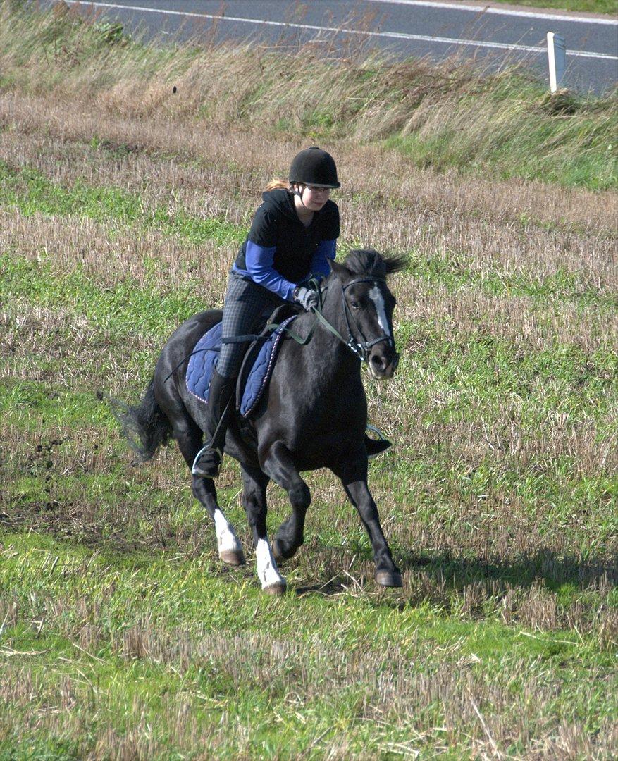 Kvinde Nina Høg Jensen - fuld galop på min egen pony paplo billede 2