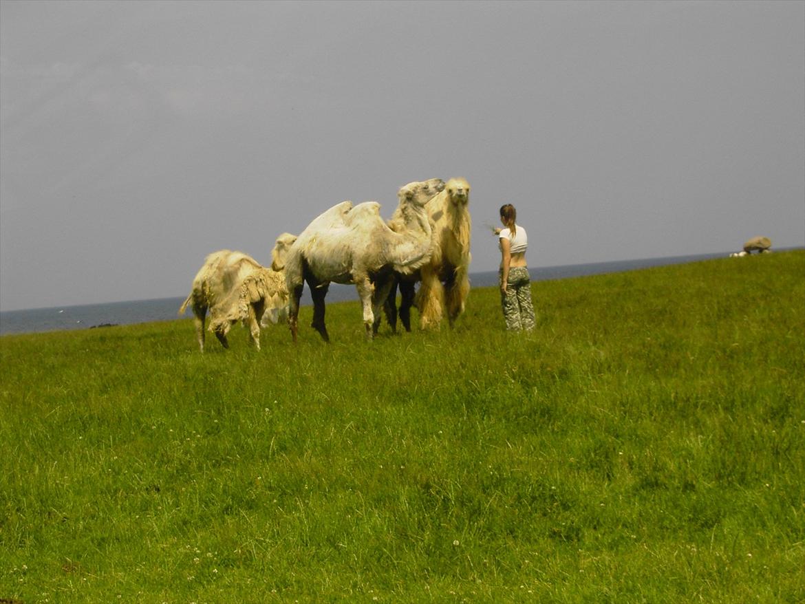 Kvinde Line - En tur til Knuthenborg, på en varm sommerdag. billede 5