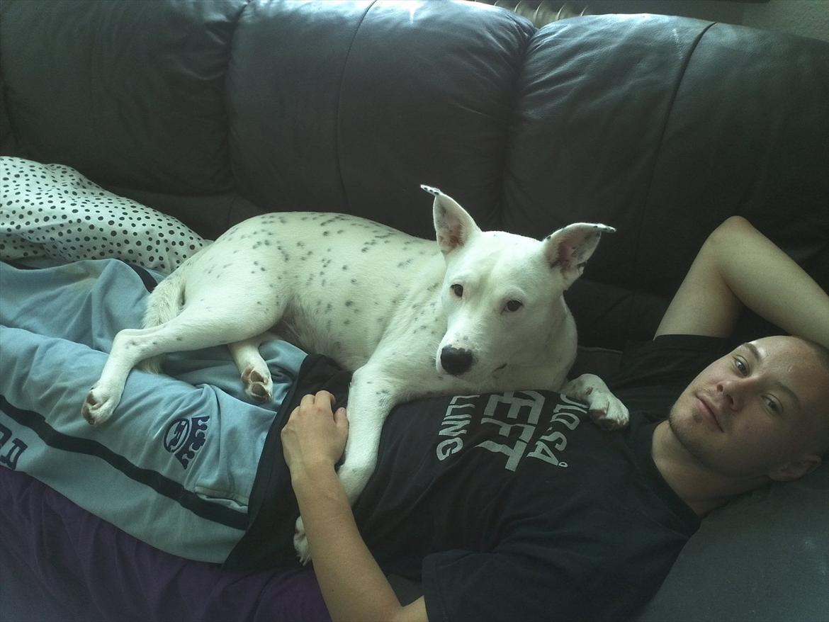 Mand Dan Andersen - det er så tøsen mig og min dames hund er hun ikk sød  billede 17