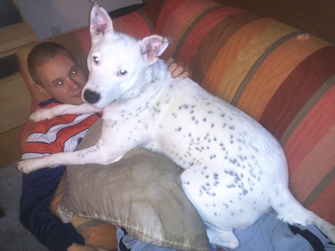 Mand Dan Andersen - hun er bare en hund som er sød og stille og rolig  billede 18