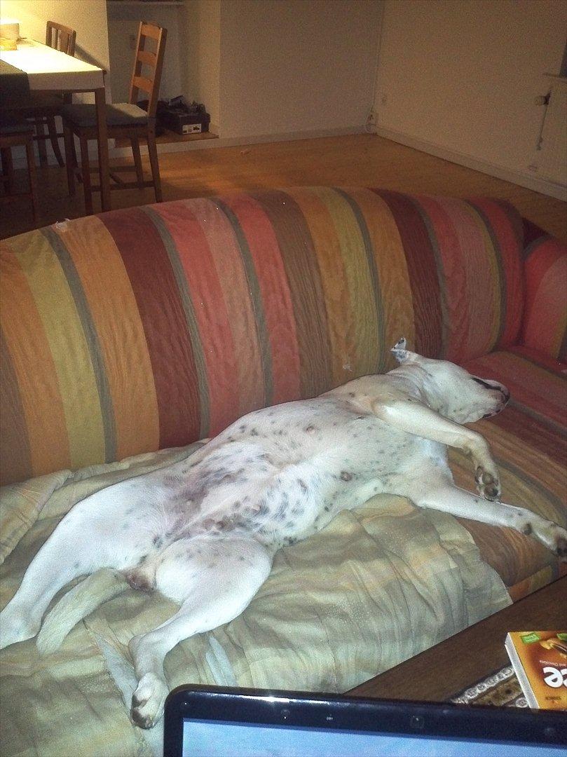 Mand Dan Andersen - når tøsen har sagt godnat  billede 19