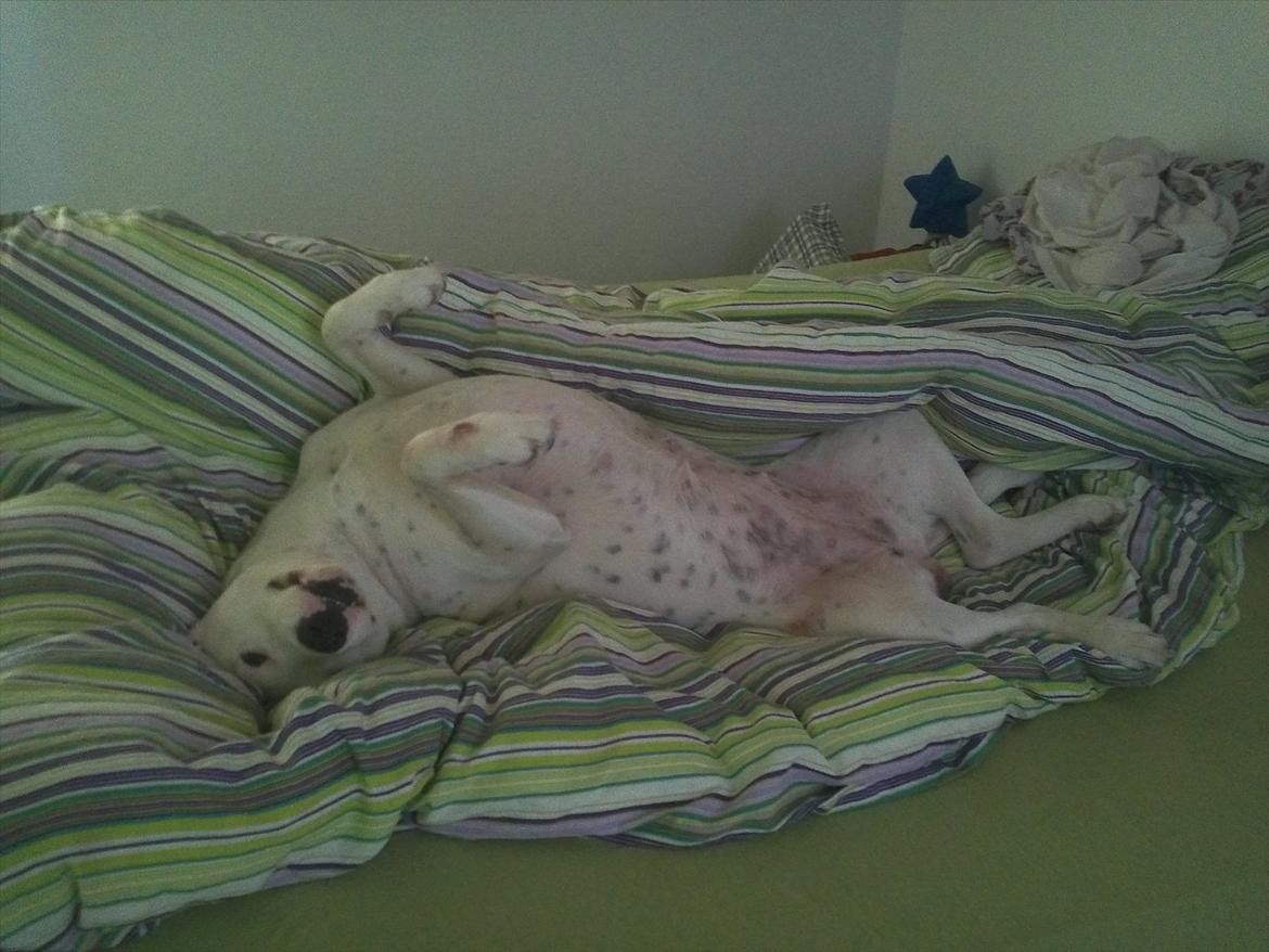 Mand Dan Andersen - når man ligger og putter  billede 20