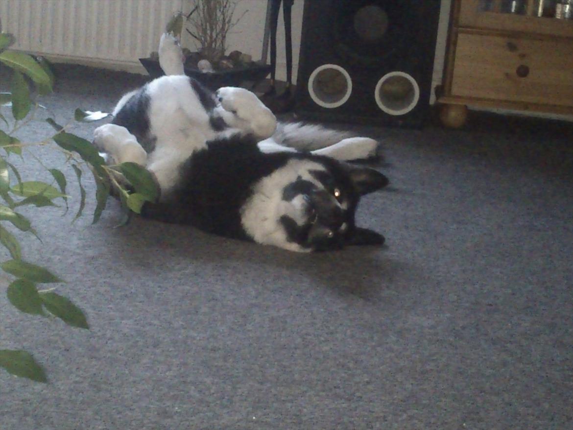 Mand Nicolaj Colbe - ser jeg bekymret ud  billede 10