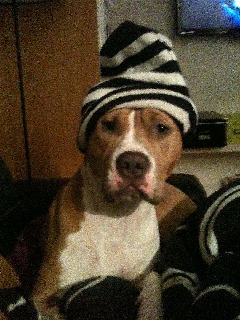 Mand Martin billede 8