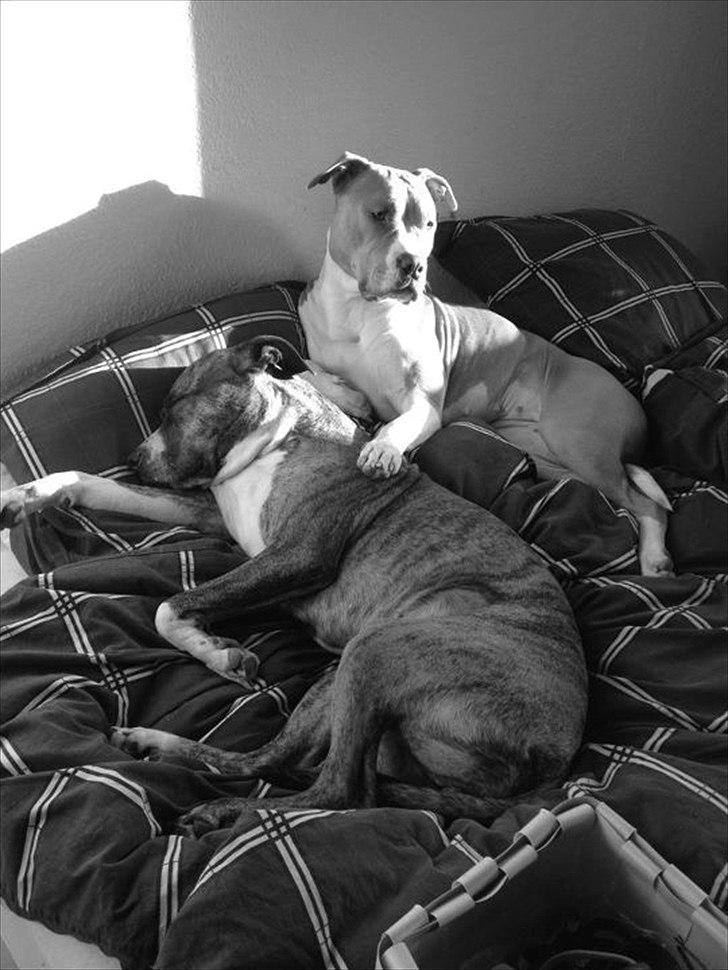 Mand Martin billede 9