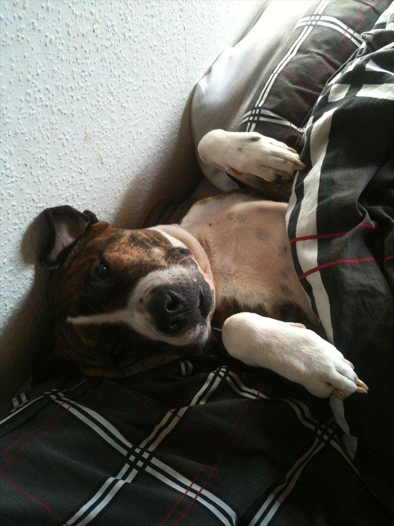 Mand Martin billede 13