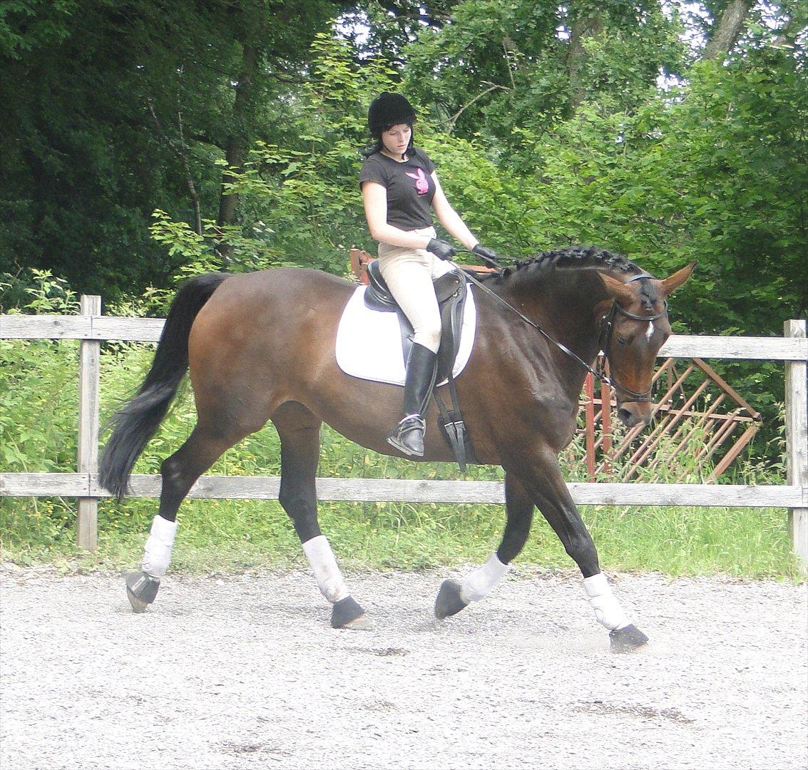 Kvinde Winni  - Min gamle dressur hest Zeline <3  billede 5