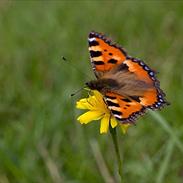 Kvinde Kristine B. Larsen