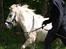 Kvinde Julie Kit - Træning med min gamle pony.