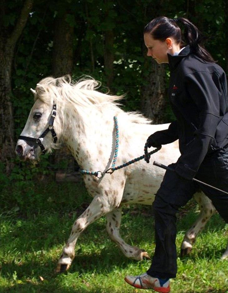 Kvinde Julie Kit - Træning med min gamle pony. billede 16