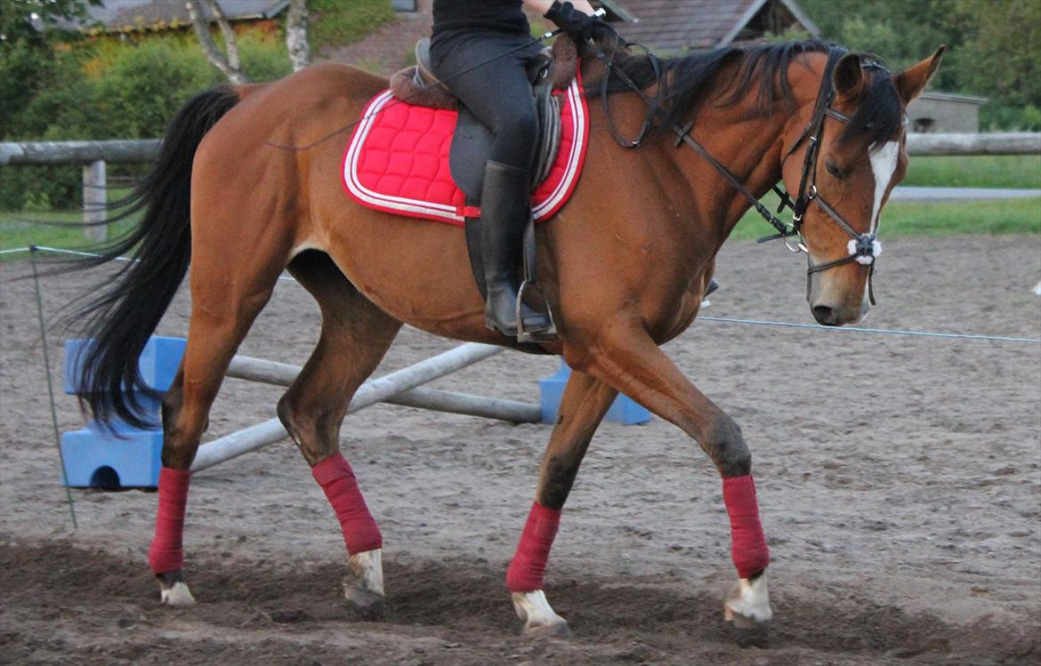 Kvinde Anja  billede 9