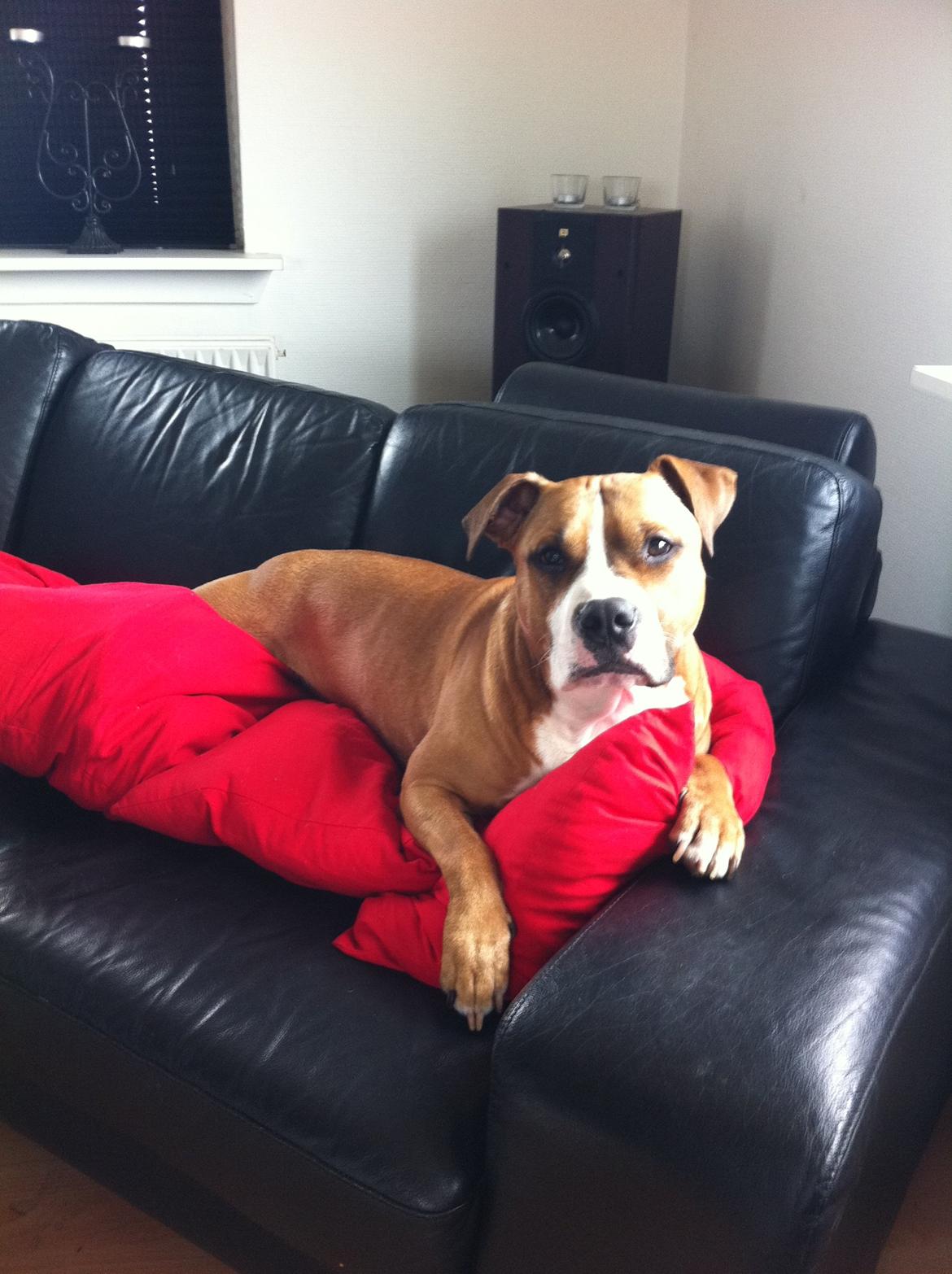 Kvinde Laura - Den dejlige dreng Tyson billede 4