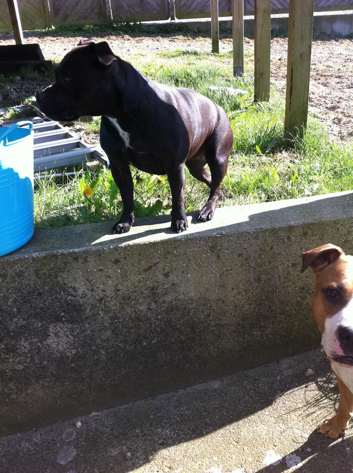 Kvinde Laura - Den fede prinsesse Mali billede 5