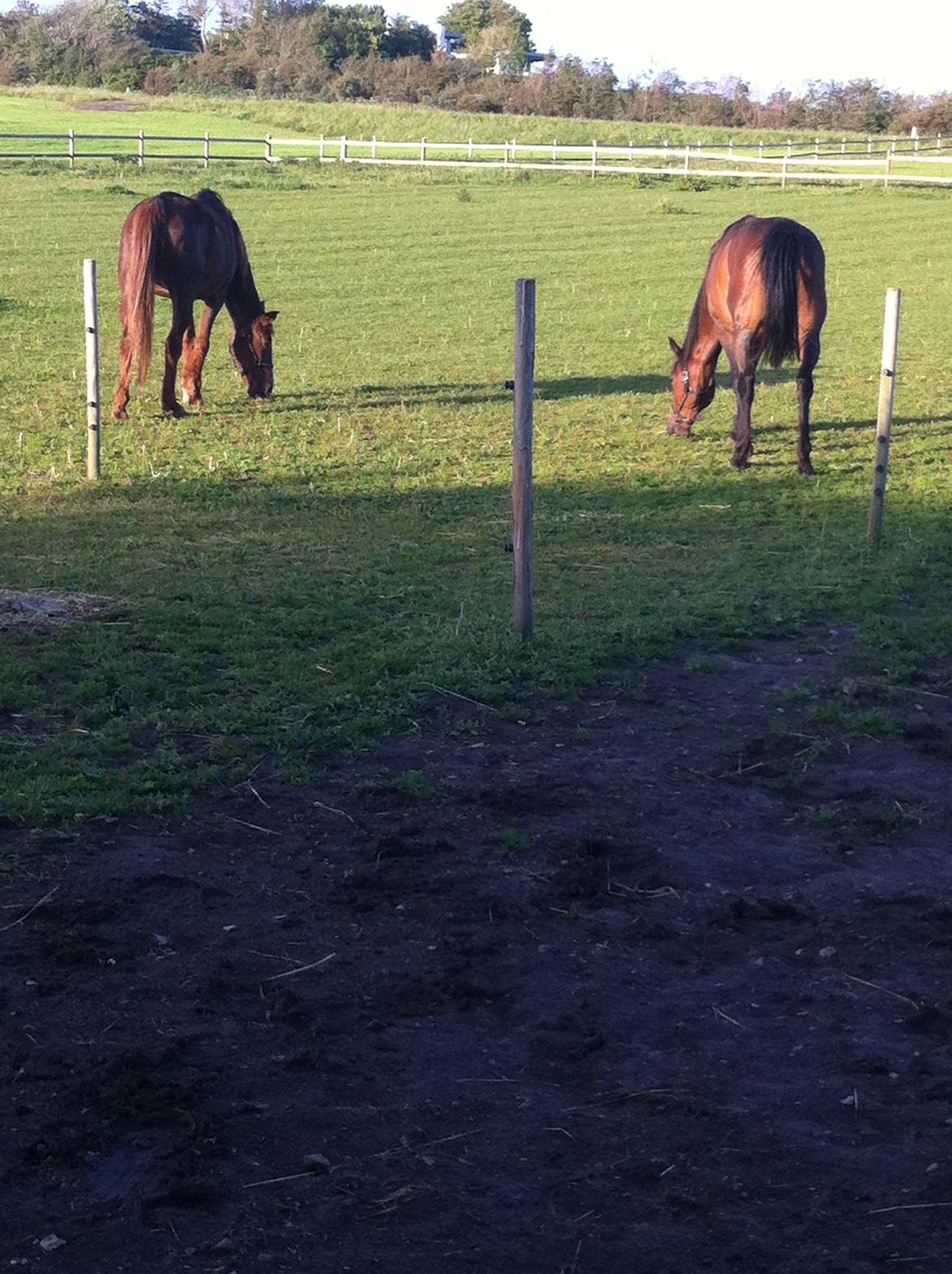 Kvinde Laura - Hestene billede 6