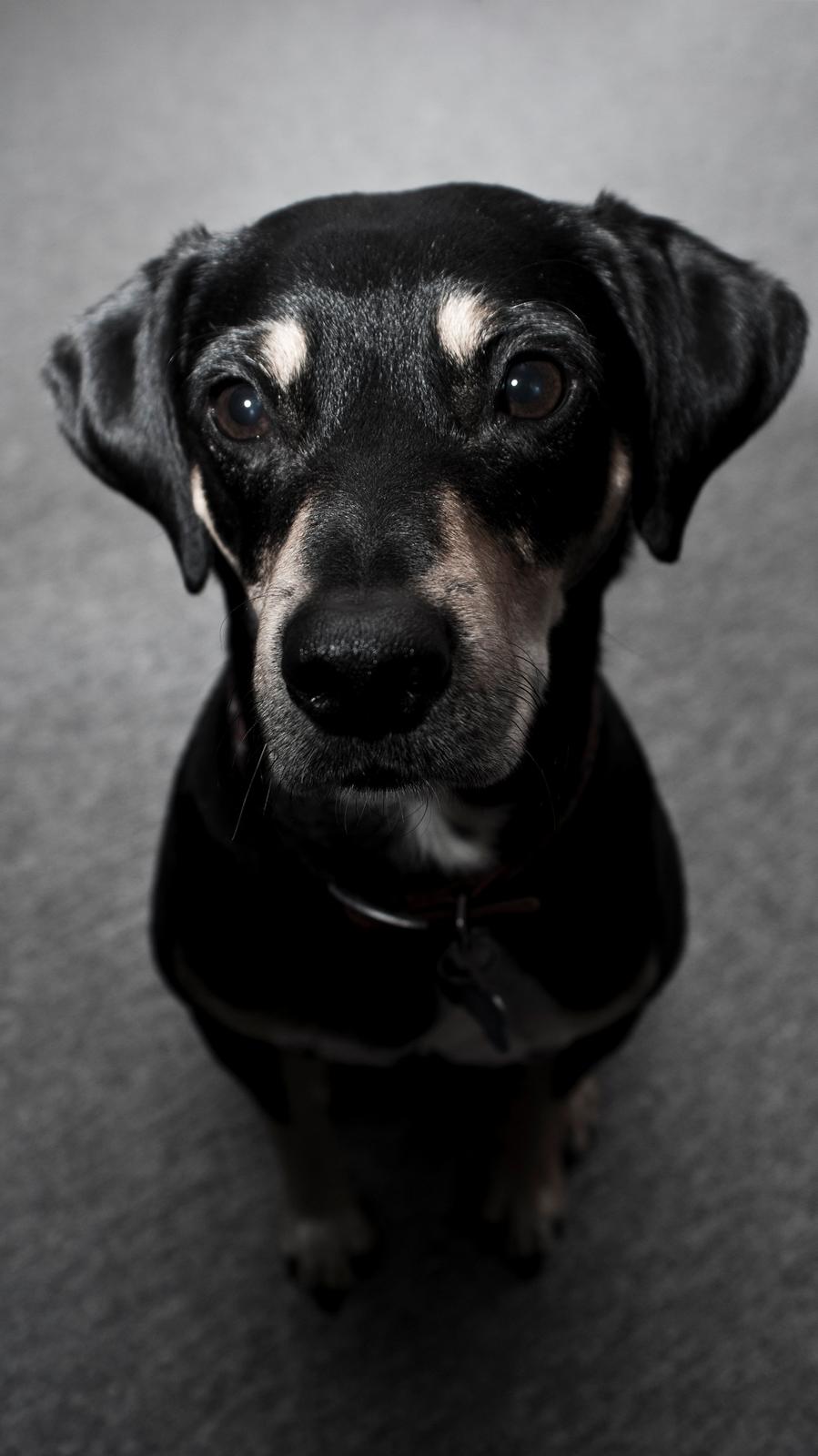 Mand Teddy Hvingelby billede 5