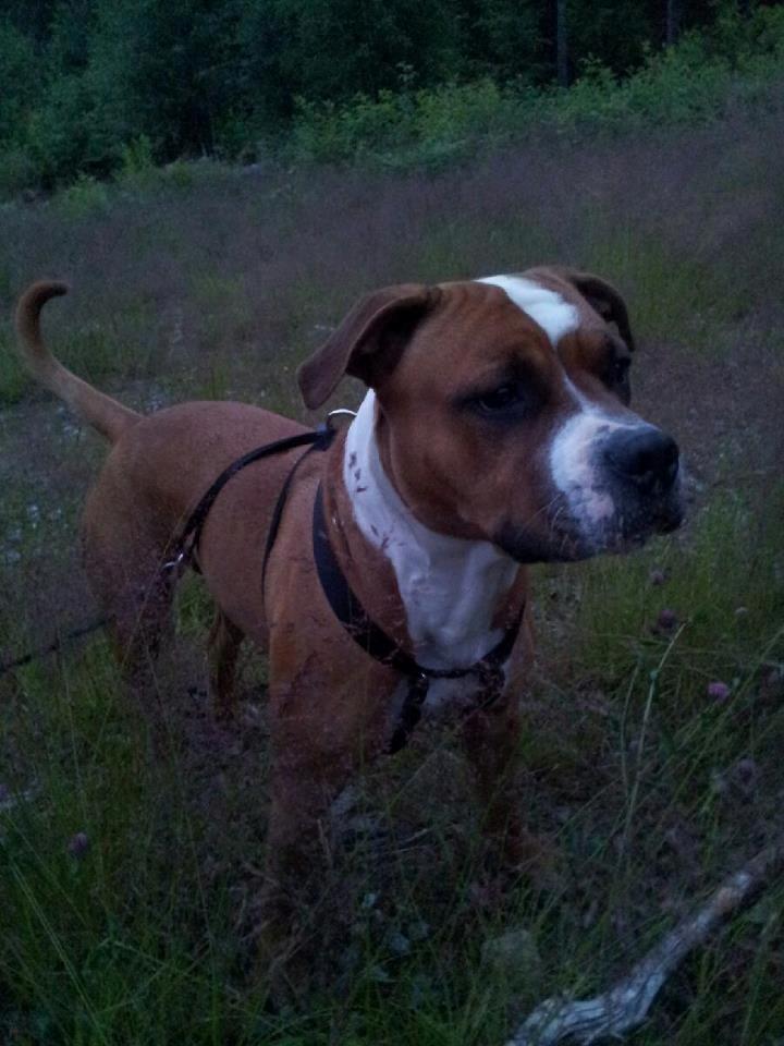 Mand Kenneth - Min Hund Luca :)  billede 7