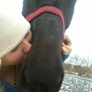 Kvinde Line Lykkegaard Sørensen ( blondineline<3 )