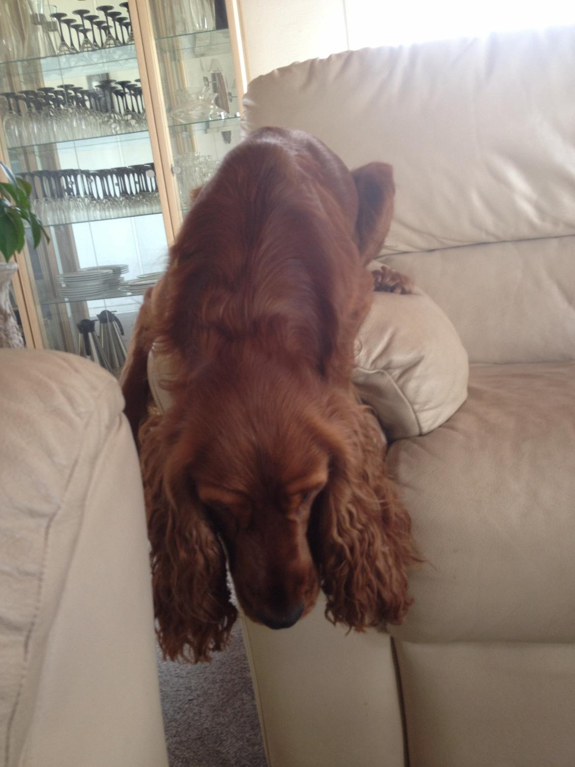 Mand Morten billede 4