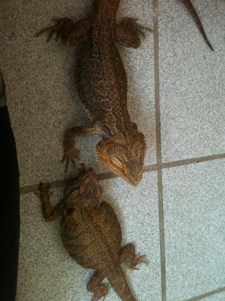 Kvinde Sandra - de 2 store :D billede 13