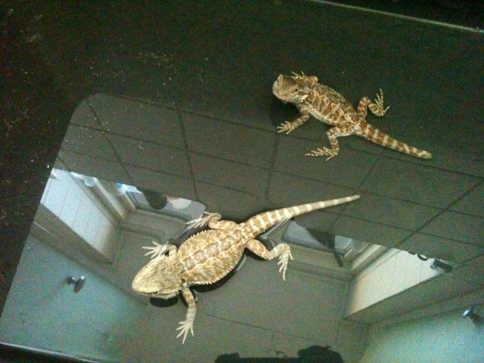 Kvinde Sandra - de 2 små :D billede 14