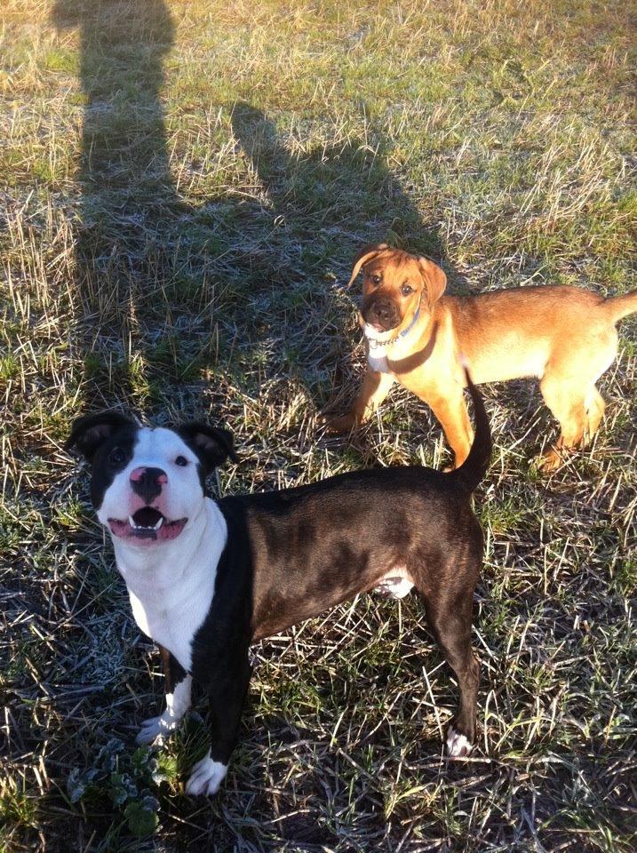 Mand mathias krog billede 7