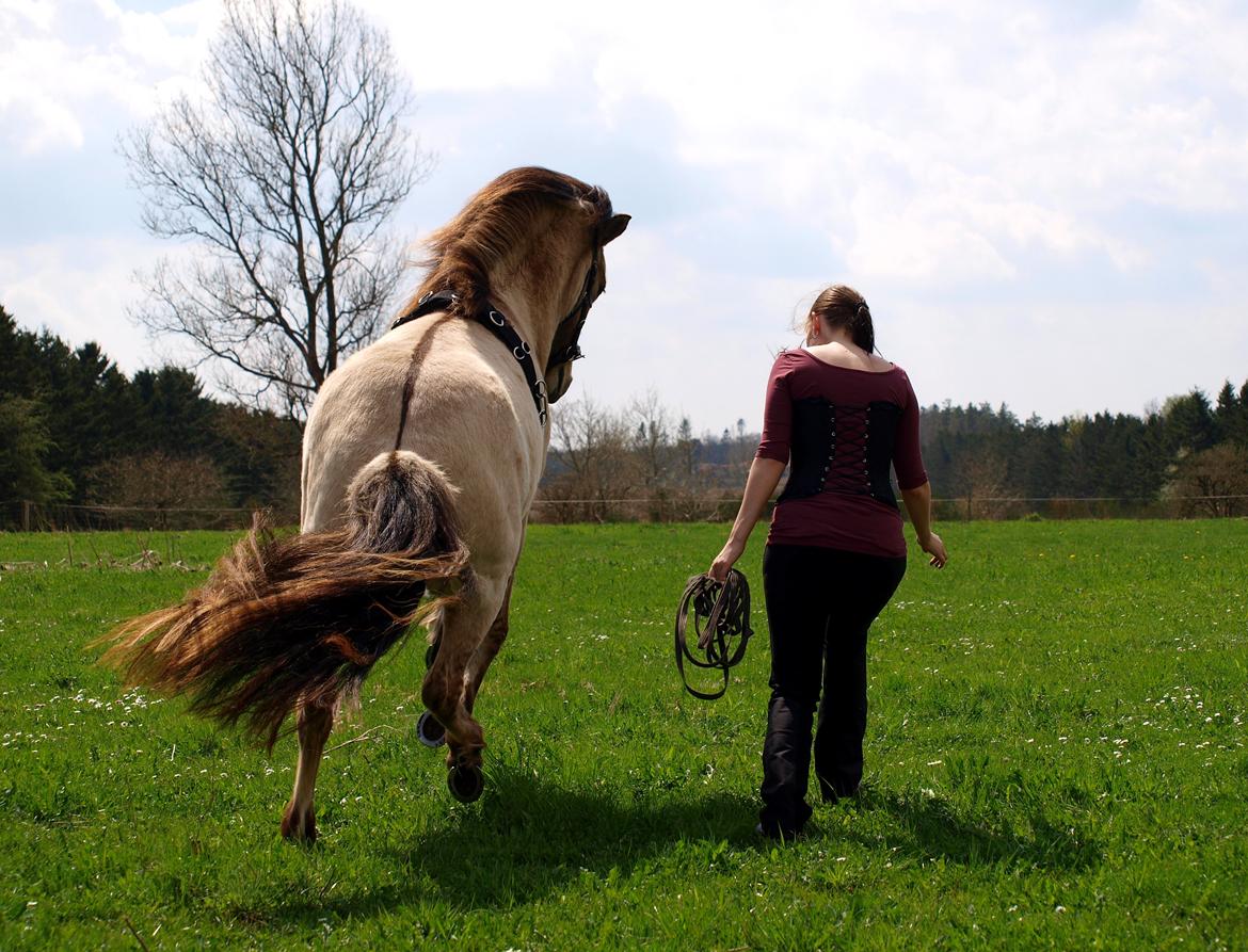 Kvinde Julie Kit - Træning med min islænder Hilling. billede 8