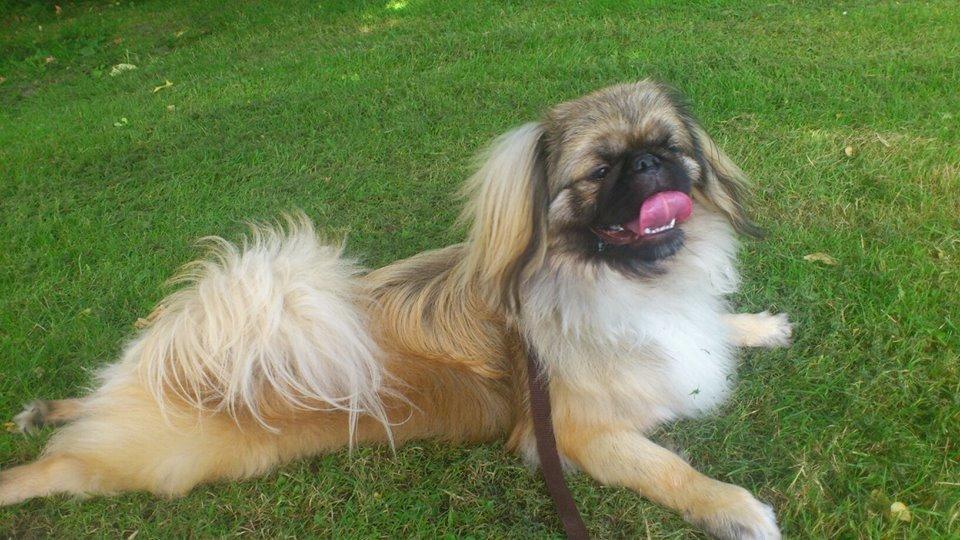 Kvinde Pjok - Vores pelsbunke, Sigurd :) billede 7