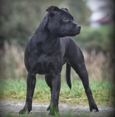 Kvinde Carina billede 8