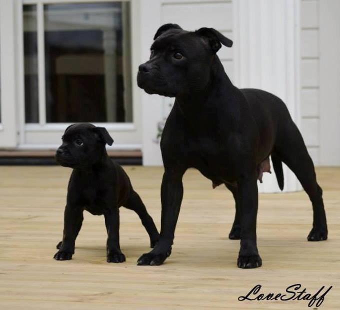 Kvinde Carina - Min hund <3 billede 11