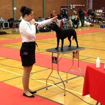 Kvinde Carina - Hundeudstilling i hvalpe klasse billede 13