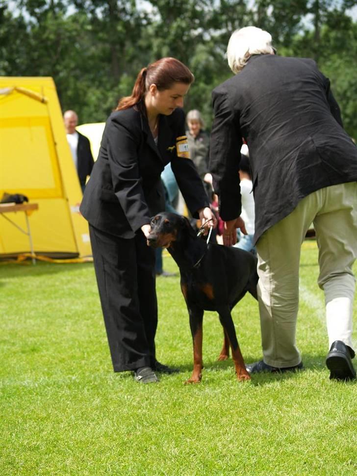 Kvinde **Kennel Proud Danish** - Chica på dkk udstilling :O) billede 8