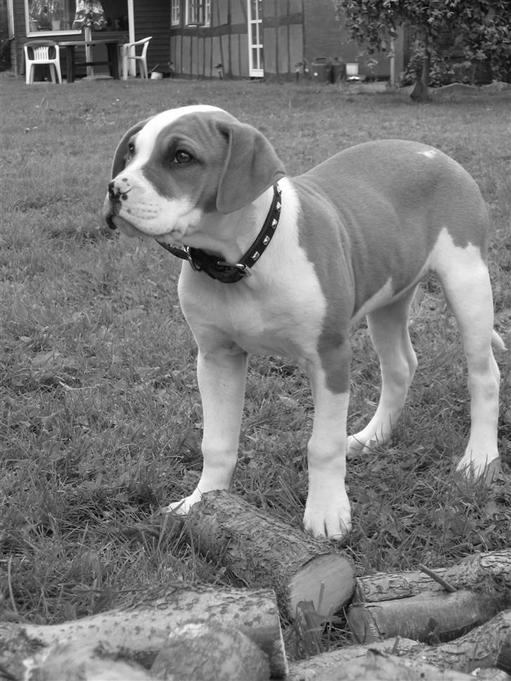 Kvinde Trine - Vores lille nye familie medlem...smukke Sally en rigtig dejlig Ambull billede 5