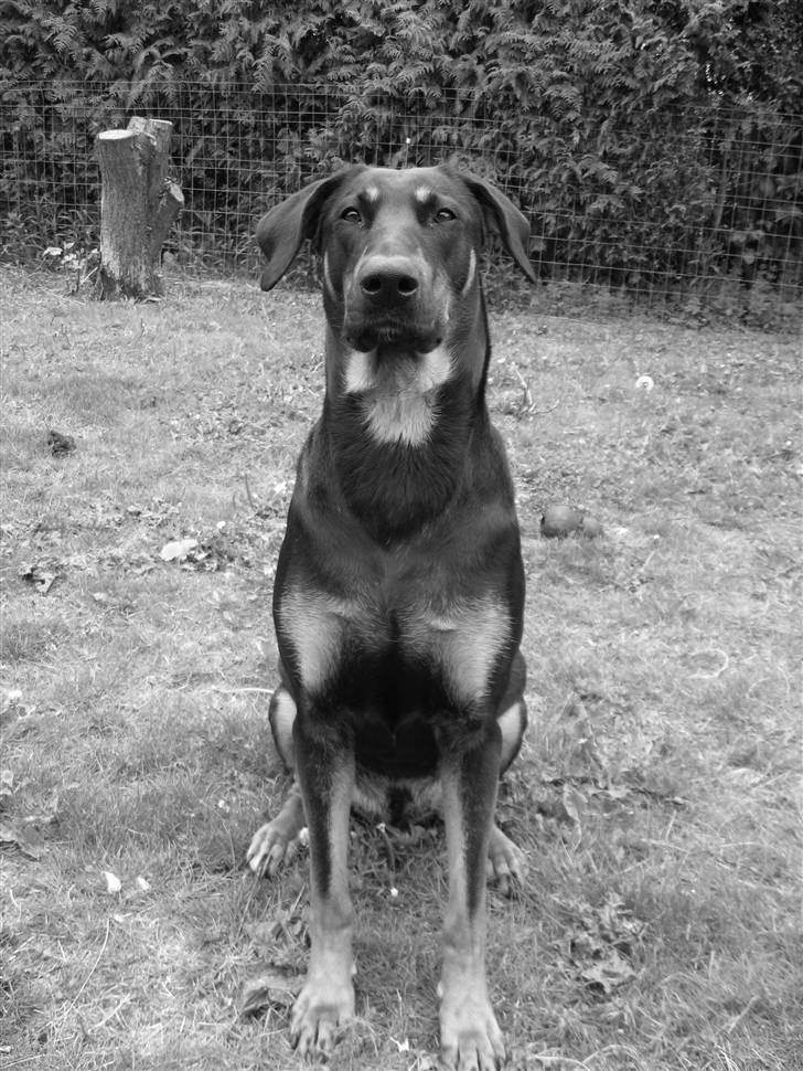 Kvinde Trine - Dejlige Molly, utrolig lækker hund med et kanon sind. billede 6