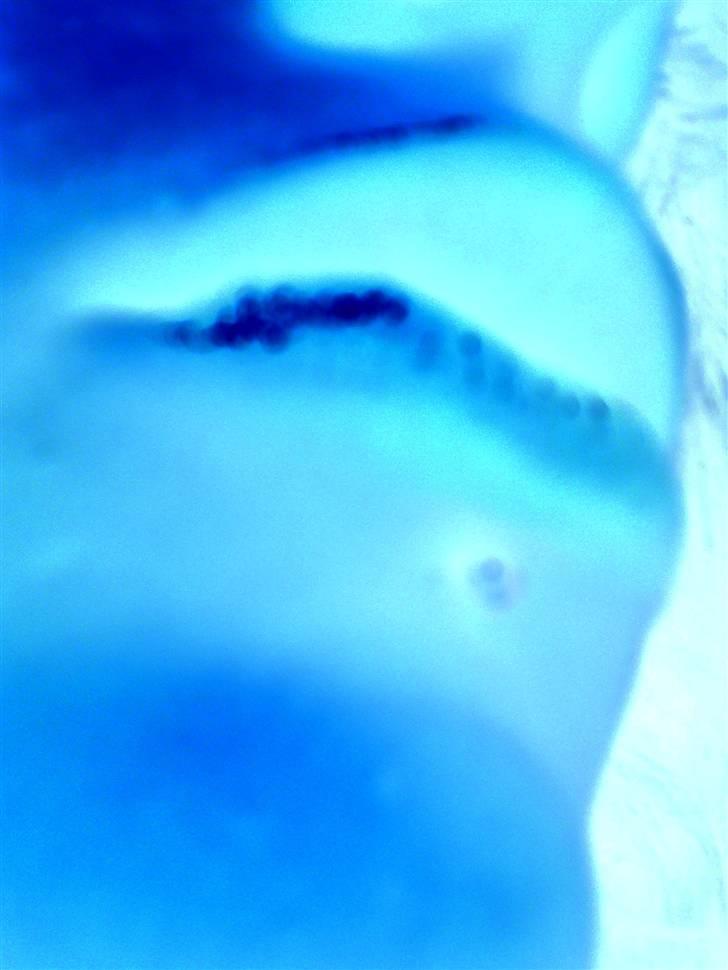 Kvinde Anna D - Læber med piercingen <33 billede 2