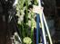 Blomster til mor og gaver til Milas