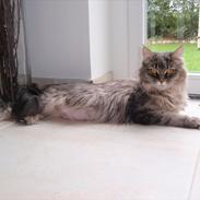 Maine coon misserne