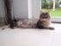 Maine coon misserne