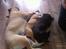 vores hunde