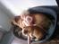 vores hunde