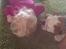 vores hunde