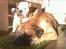 vores hunde