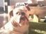 vores hunde
