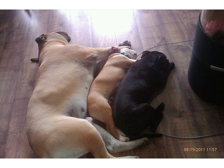 vores hunde billede 0