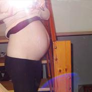 2. graviditet