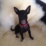 Min hund :)
