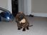 Vores hund Riki