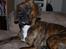 Vores hund Riki