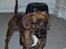 Vores hund Riki