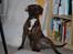 Vores hund Riki