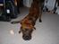 Vores hund Riki